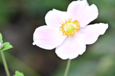 Bahçede güzel pembe bir şakayık