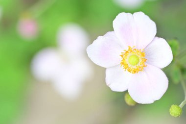 Bahçede güzel pembe bir şakayık