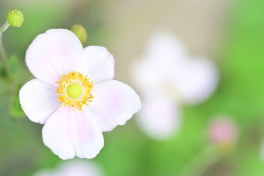 Bahçede güzel pembe bir şakayık