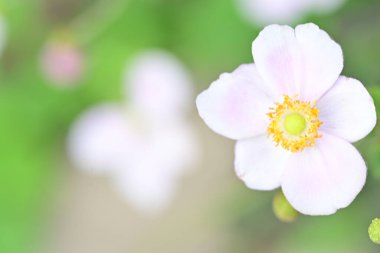 Bahçede güzel pembe bir şakayık