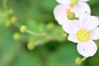 Bahçede güzel pembe bir şakayık