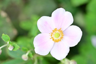 Bahçede güzel pembe bir şakayık