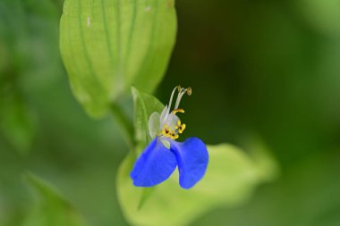 Bulanık arka planda bahçede güzel bir çiçek