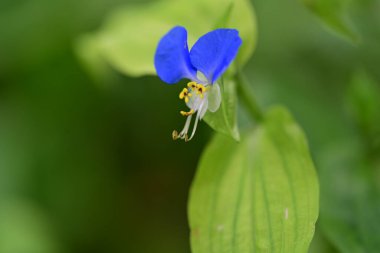 Bulanık arka planda bahçede güzel bir çiçek