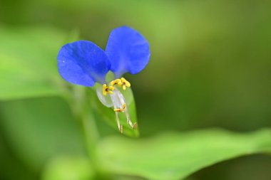 Bulanık arka planda bahçede güzel bir çiçek
