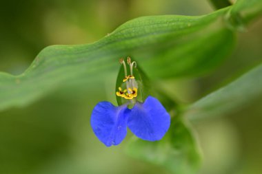 Bulanık arka planda bahçede güzel bir çiçek