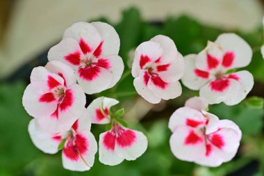 Bulanık arka planda bahçede güzel bir çiçek