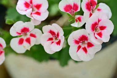 Bulanık arka planda bahçede güzel bir çiçek