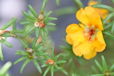 Bulanık arka planda bahçede güzel bir çiçek