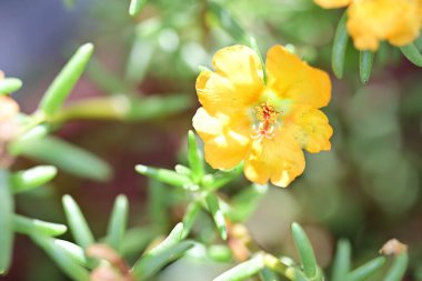 Bulanık arka planda bahçede güzel bir çiçek