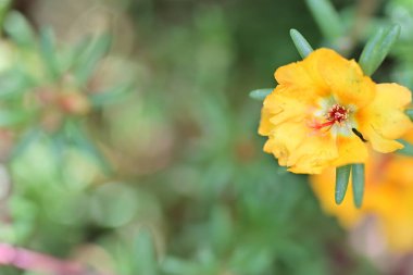 Yakın plan - güneşli yaz gününde bahçede çiçek açan güzel çiçeklerin görüntüsü 