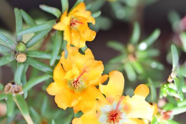 Bulanık arka planda bahçede güzel bir çiçek