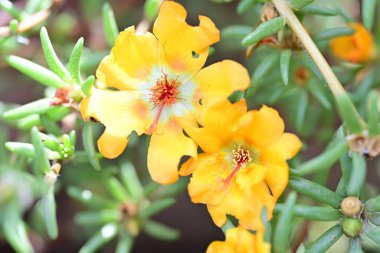 Bulanık arka planda bahçede güzel bir çiçek