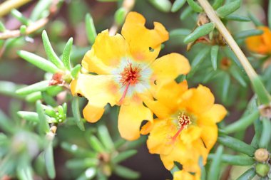 Bulanık arka planda bahçede güzel bir çiçek