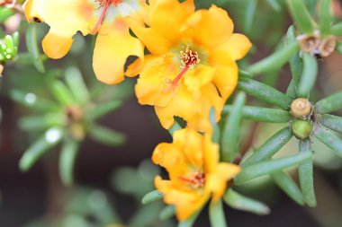 Bulanık arka planda bahçede güzel bir çiçek