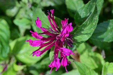 Bulanık arka planda bahçede güzel bir çiçek