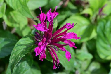 Bulanık arka planda bahçede güzel bir çiçek