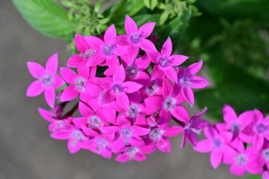 Bulanık arka planda bahçede güzel bir çiçek