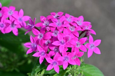 Bulanık arka planda bahçede güzel bir çiçek