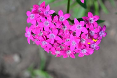 Bulanık arka planda bahçede güzel bir çiçek