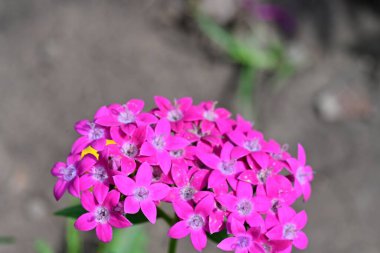 Bulanık arka planda bahçede güzel bir çiçek