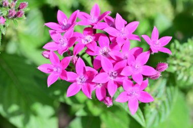 Bulanık arka planda bahçede güzel bir çiçek