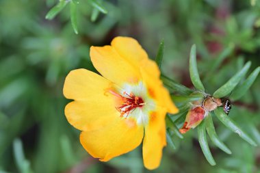 Bulanık arka planda bahçede güzel bir çiçek