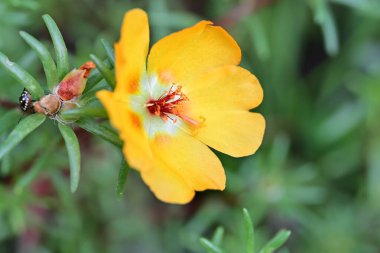 Bulanık arka planda bahçede güzel bir çiçek