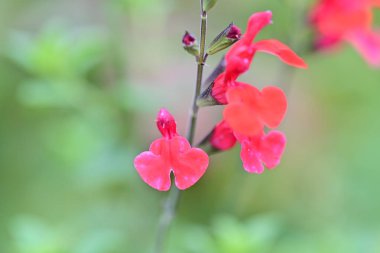 Bulanık arka planda bahçede güzel bir çiçek
