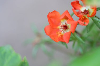 Bulanık arka planda bahçede güzel bir çiçek