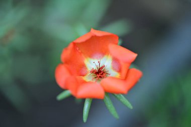 Bulanık arka planda bahçede güzel bir çiçek