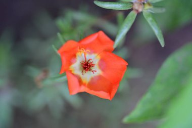 Bulanık arka planda bahçede güzel bir çiçek