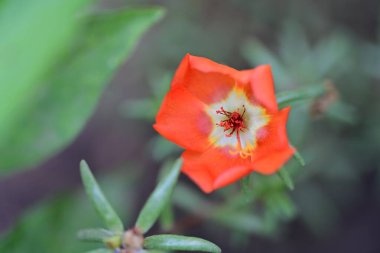 Bulanık arka planda bahçede güzel bir çiçek