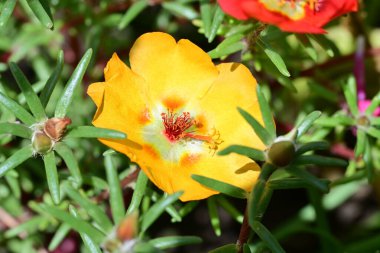 Bulanık arka planda bahçede güzel bir çiçek