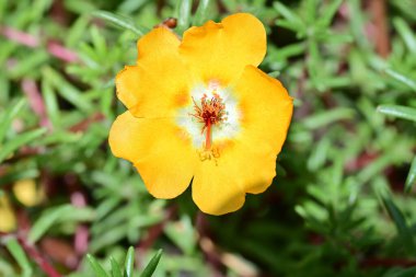 Bulanık arka planda bahçede güzel bir çiçek