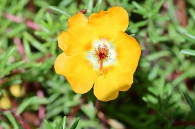 Bulanık arka planda bahçede güzel bir çiçek