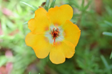 Bulanık arka planda bahçede güzel bir çiçek