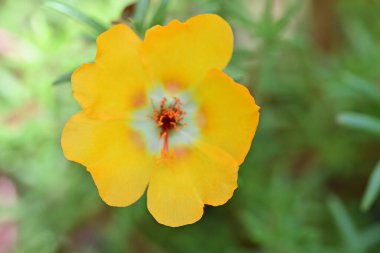 Bulanık arka planda bahçede güzel bir çiçek