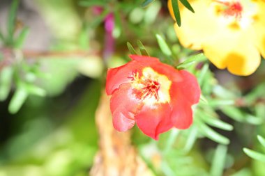 Bulanık arka planda bahçede güzel bir çiçek