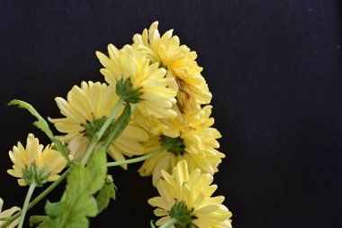 siyah zemin üzerine sarı Kasımpatı yakın çekim 