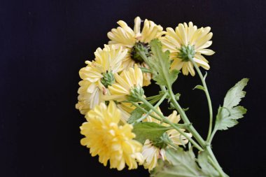 siyah zemin üzerine sarı Kasımpatı yakın çekim 