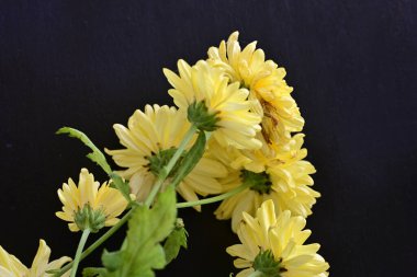 siyah zemin üzerine sarı Kasımpatı yakın çekim 