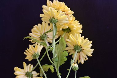 siyah zemin üzerine sarı Kasımpatı yakın çekim 