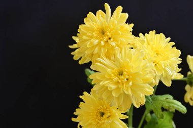 siyah zemin üzerine sarı Kasımpatı yakın çekim 