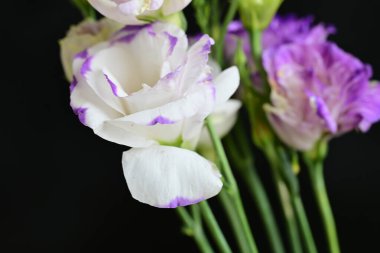 siyah arkaplanda mor östoma çiçeği 