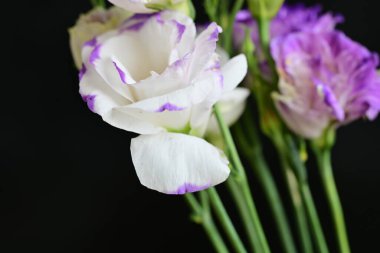 siyah arkaplanda mor östoma çiçeği 