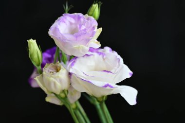 siyah arkaplanda mor östoma çiçeği 