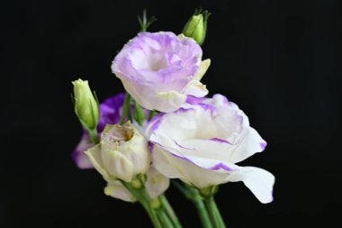 siyah arkaplanda mor östoma çiçeği 