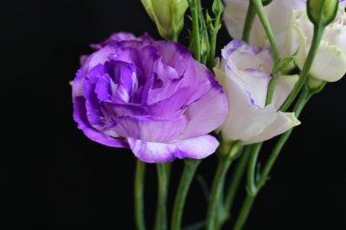 siyah arkaplanda mor östoma çiçeği 