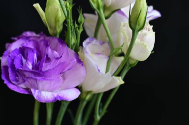 siyah arkaplanda mor östoma çiçeği 